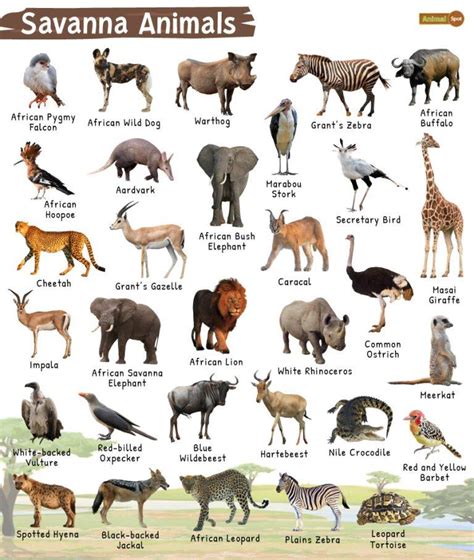 african fish|African Savannah Animals .